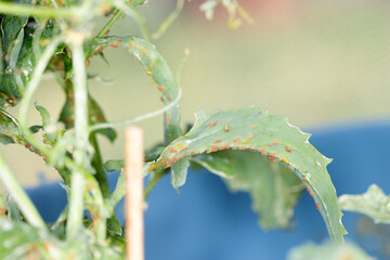 Aphid infestation little bugs covering the underside of a plant in a garden