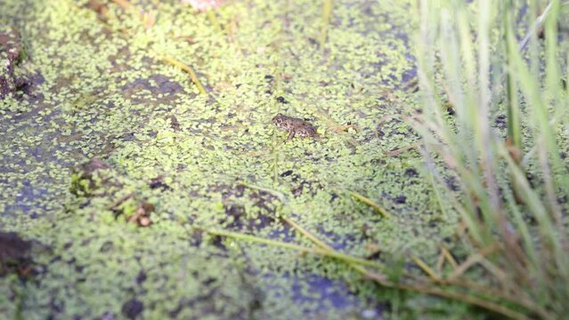 Western toadlet sits patiently while flies swarm around it