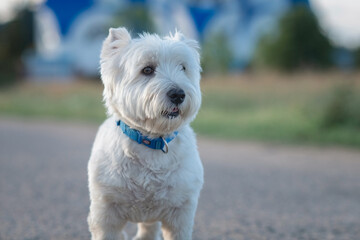 Portrait of a beautiful young west highland white terrier on a sunny day.