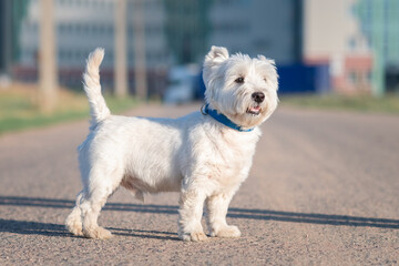 Portrait of a beautiful young west highland white terrier on a sunny day.