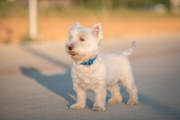 Portrait of a beautiful young west highland white terrier on a sunny day.