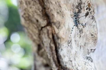 The Rosalia longicorn (Rosalia alpina) or Alpine longhorn beetle.
