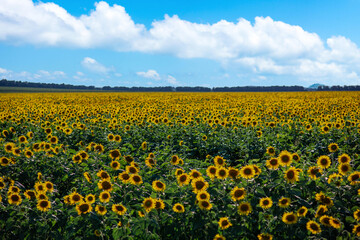 sunflowers in a field of a beautiful landscape, yellow sunflower flowers against the sky.