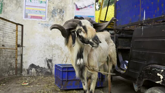 A big-horned Indian sheep was tied to a vehicle during the Muslim festival
