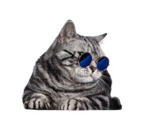 Handsome British Shorthair cat, laying down facing front. Wearing glasses with blue glass, head turned to the side. Isolated cutout on transparent background.