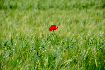 poppy in the field