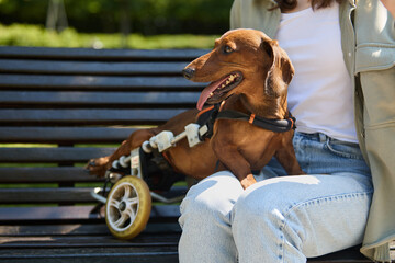 Disabled dachshund dog in a wheel chair sitting on a bench with the owner
