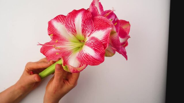 Growing bulbous amaryllis. Bright red amarylis flower in hands on a white background