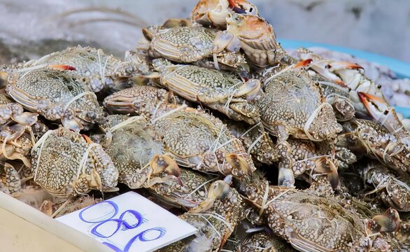 a photography of a pile of crabs sitting on top of a table, there are many crabs in a bowl with a price tag.