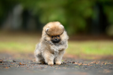 tiny pomeranian spitz puppy sitting outdoors in summer