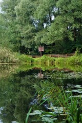 wooden bridge in the forest