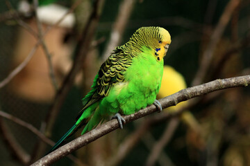 Budgerigar, Melopsittacus undulatus
