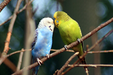 Budgerigars in Love, Melopsittacus undulatus
