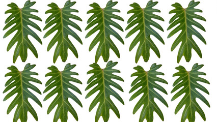 Obraz premium Beautiful overlapping green leaves on a white background.