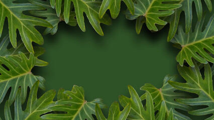 The beautiful leaves on the green background are beautifully arranged.