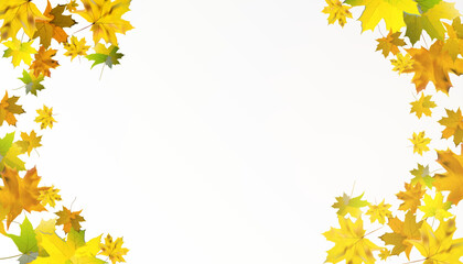 Dry autumn Canadian maple leaves fall swirling on a transparent background. Vector