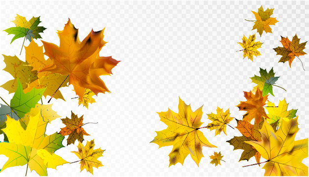 Dry autumn Canadian maple leaves fall swirling on a transparent background. Vector
