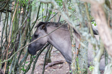 wild horses hide in the forest