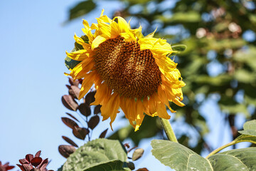 A beautiful isolated blooming sunflower.