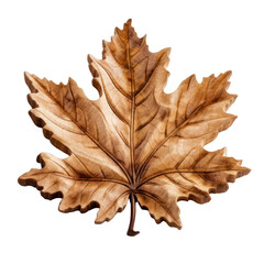 Fototapeta premium Intricate wood carving of a maple leaf isolated on a transparent background