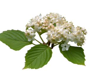 Arrowwood Viburnum dentatum, Transparent background. generative AI