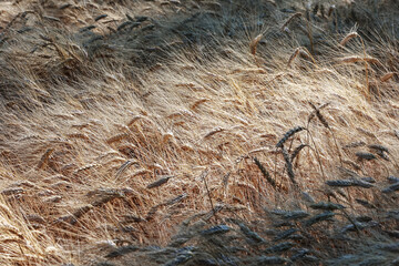 Detail with wheat in wheat field in summer.