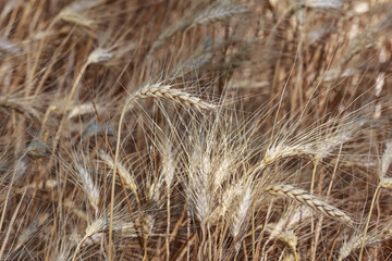 Fototapeta premium Detail with wheat in wheat field in summer.