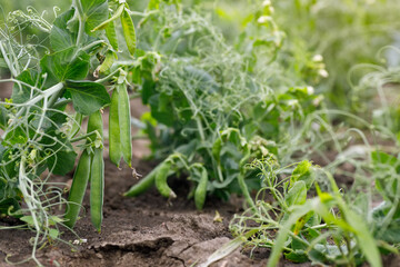 green peas growing in the vegetable garden