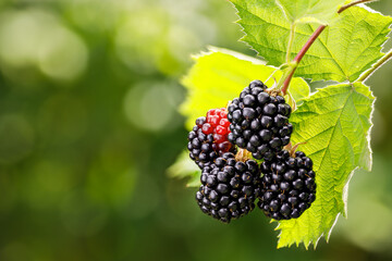 ripe and unripe blackberries hanging on the bush with selective focus