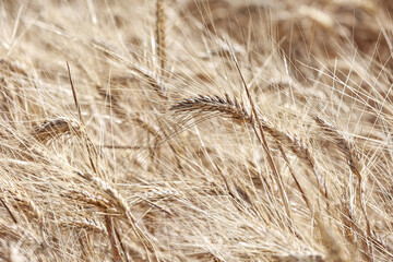 Detail with wheat in wheat field in summer.