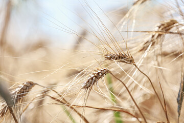 Detail with wheat in wheat field in summer.