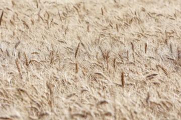 Detail with wheat in wheat field in summer.