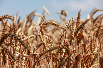 Fototapeta premium Detail with wheat in wheat field in summer.