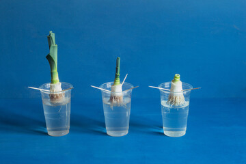 Three leek roots displaying different stages of growth in transparent plastic cups filled halfway with water, showcasing the changes in both the roots and leaves against a blue studio background.