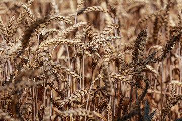 Detail with wheat in wheat field in summer.