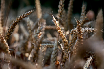 Detail with wheat in wheat field in summer.