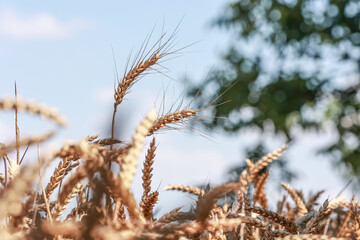 Detail with wheat in wheat field in summer.