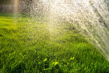 Watering young grass from a garden hose, visible drops of water against the background of the sun.