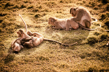 Small monkeys playing on the grass together .