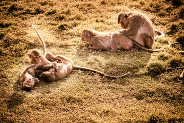 Foto op Plexiglas anti-reflex Small monkeys playing on the grass together . © Parichart