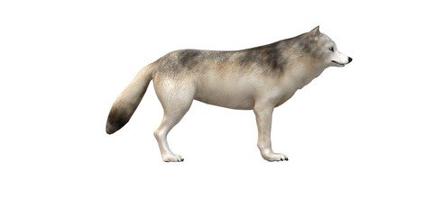 Wolf isolated on a Transparent Background