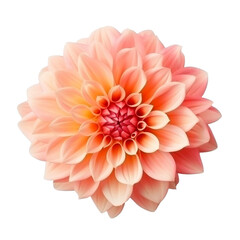 red yellow dahlia flower, isolated on transparent background cutout  - obrazy, fototapety, plakaty