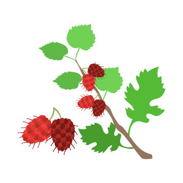 ヤマグワの実。フラットなベクターイラスト。
Korean mulberry (Chinese mulberry). Flat designed vector illustration.