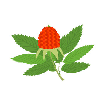 recommend clip art: バライチゴ（ミヤマイチゴ）。フラットなベクターイラスト。
                     Roseberry (balloon berry, strawberry raspberry). Flat designed vector illustration.