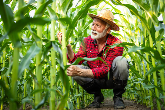 Farmer controlling corn crops in the field. - Powered by Adobe