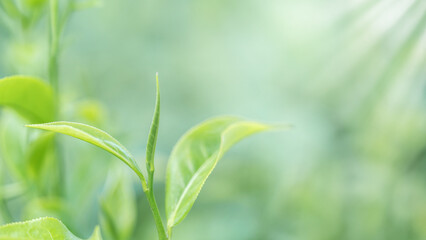 Fototapeta na wymiar Fresh tea and tea leaves, Green tea leaves in the tea plantation in the morning