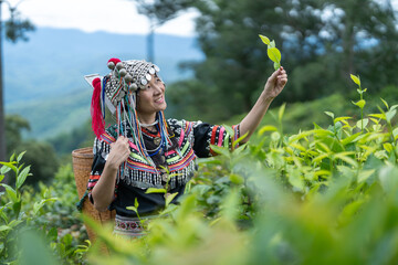 Hill tribe Asian woman in traditional clothes collecting tea leaves with basket at Mae Taeng,...