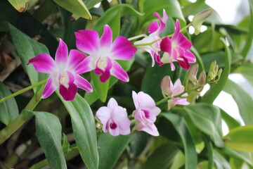 Dendrobium bigibbum (Cooktown Orchid) or mauve butterfly orchid, is an epiphytic or lithophytic...
