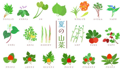 夏の山菜のイラストセット。フラットなベクターイラスト。
Illustration set of summer wild vegetables. Flat designed vector illustration.