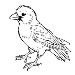 Jay coloring pages Png animals